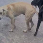 Funny Dog Mating Dog Mating With Cat Pig Duck Monkey Goat Dog Mating