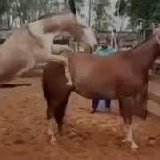 Animals Breeding Mare And Donkey