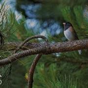 The Playlist Bird In A Tree