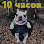 Собака Качается На Качелях 10 Часов