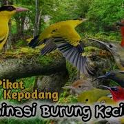 Suara Pikat Burung Kepodang Kombinasi Burung