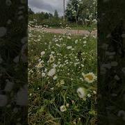 Ромашки Полевые Цветы