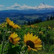 Flowers And Wind