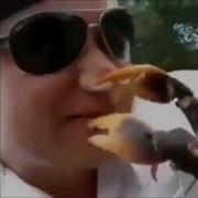 Crab Biting People Compilation