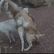 Donkey Mating With Goat Donkey Mating Mating Donkey Goat Mating