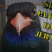 Masteran Tengkek Buto Gacor Suara Jernih Ngekek Panjang Full Hd Yahya Bird Farm