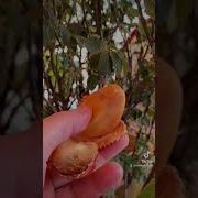 Аркадий Райкин Вкус Спицефический Скачать