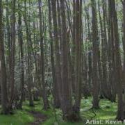 Kevin Macleod Cattails