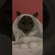 Я Пушистый Котик Призрак