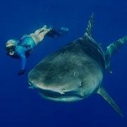 Gopro Freediving With Tiger Sharks In 4K