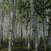 Почему Так Берёзы В России Шумят