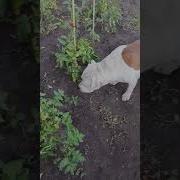 Моя Дача Собака