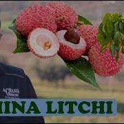 Pianta Di Litchi