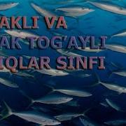 Suyakli Baliqlar Sinfi