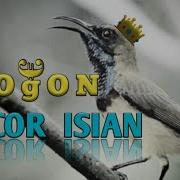 Sogon Gacor Full Isian