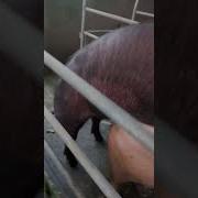 Лесбиянки Boar Pig Zoo Sex New Videos 2023