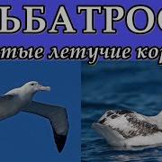 Господа Альбатросы