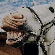 Horses Funny Horse Videos Funny Pets