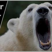 Polar Bear Sounds