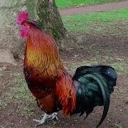 Rooster Crowing Compilation Plus Rooster Crowing Sounds Effect 2016 Yang Edwin