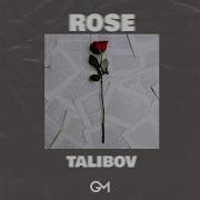 Talibov Rose