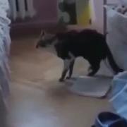 Кот Обожрался Конопли