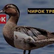Голос Чирка Трескунка