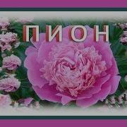 Стихи Про Пионы