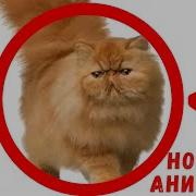 Кот Говорит Эх Блять Мэшап