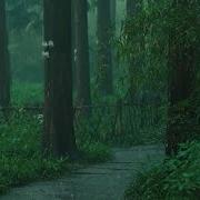 Soothing Soft Rain Forest Rain Music Studio