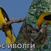 Иволга Голоса Птиц