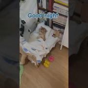 Good Night Little Ones Спокойной Ночи Малыши