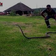 The Notorious African Black Mamba Rovambira Handled Chawa S Wild Adventures