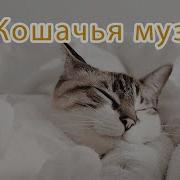 Музыка Для Котов