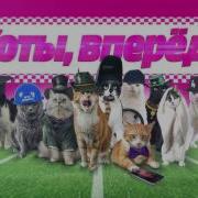 Коты Вперёд Забег