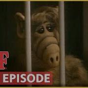 Alf Holiday