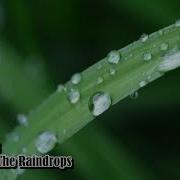 Here Come The Raindrops Reed Mathis