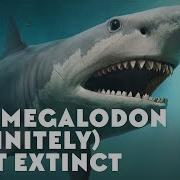 Why Megalodon Definitely Went Extinct Pbs Eons