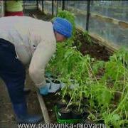 Теща Милая С Днем Рождения