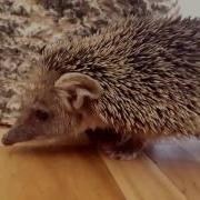 Как Фыркает Ёжик Talking Hedgehog