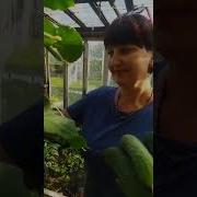 Дачу Я Наконец То Купил