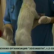 А Во Лбу Звезда Горит Программа Вести Татарстан