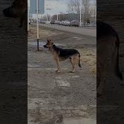 Жизнь Порою Бывает К Нам Жестокой