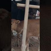 تزاوج الحيوانات تزاوج حصان ضخم Animals Mating