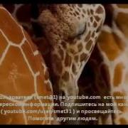Сел Рейчел Послание Основателей