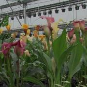 Calla Pramuka