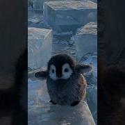 Пингвины Мы Белые И Пушистые