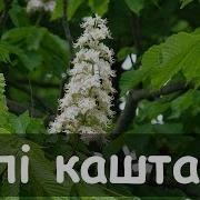 Зелене Листя Білі Каштани Українська Народна Пісня Українські Пісні