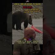 Bears Are Smarter Than We Think Shorts Neildegrassetyson