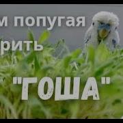 Учим Попугая По Имени Гоша Говорить Видеоурок 1 Гоша Хорошая Птичка